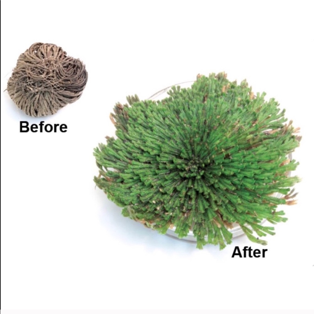 Resurrection Fern